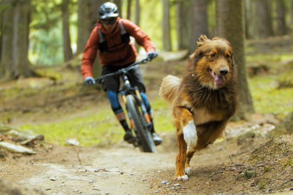  Musíte vidieť: Traildog Balu rozpráva o svojom dokonalom živote