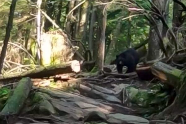 Video: Medveď naháňal cyklistov až 1km na traile v Kanade