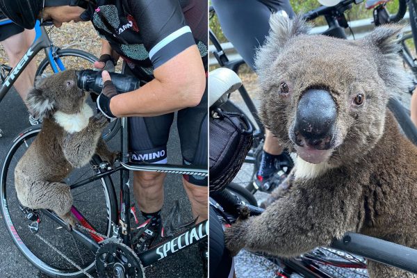  Video: Cyklistka zachránila vysmädnutú koalu, ktorú z lesa vyhnali rozsiahle požiare v Austrálii