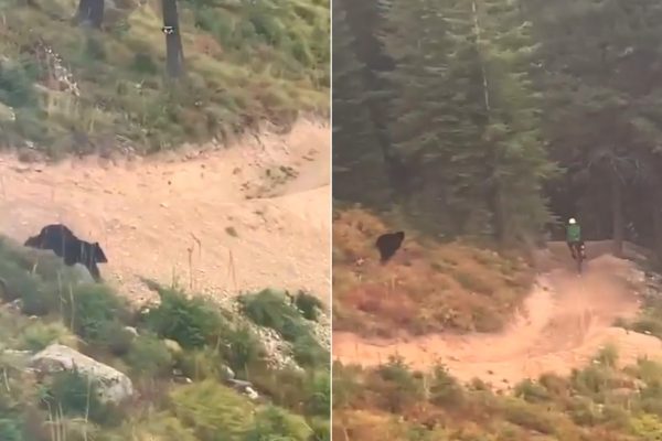  Video: Medveď naháňal bikera po traile v bikeparku v Montane