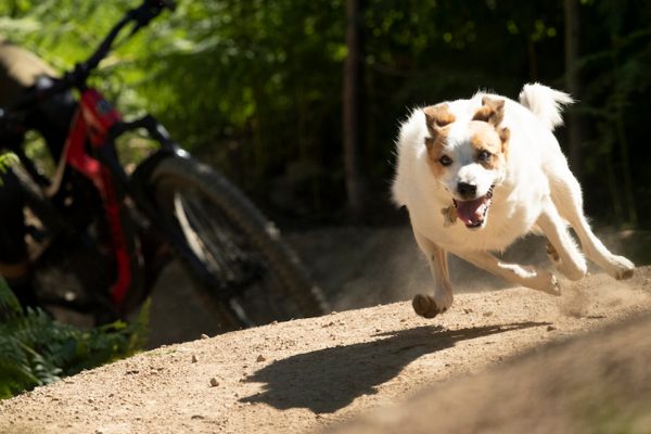  Musíte vidieť: Môže mať pes vôbec krajší život?