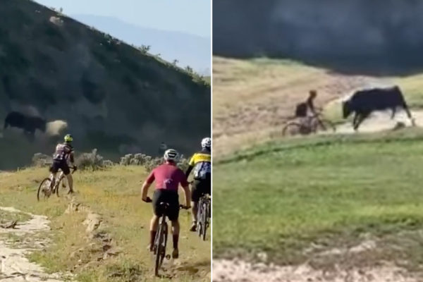  Video: Býk napadol niekoľko cyklistov počas gravel pretekov v Kalifornii