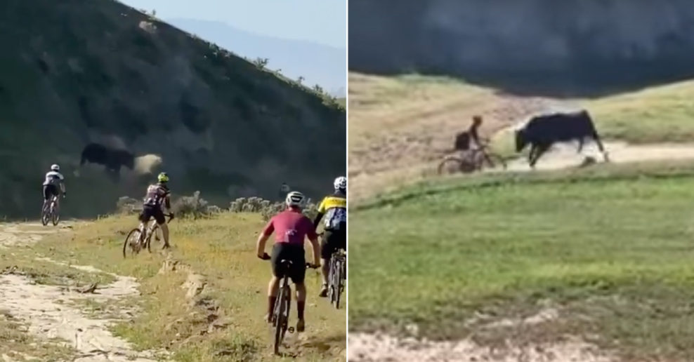  Video: Býk napadol niekoľko cyklistov počas gravel pretekov v Kalifornii
