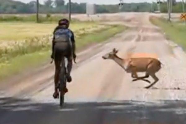 Video: Cyklistku takmer zrazil jeleň počas gravel pretekov Unbound