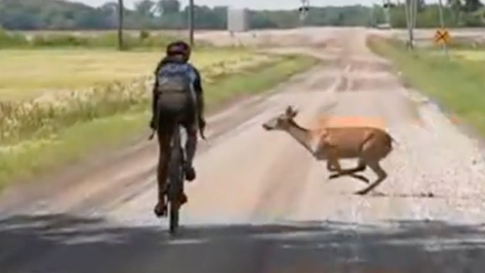 Video: Cyklistku takmer zrazil jeleň počas gravel pretekov Unbound