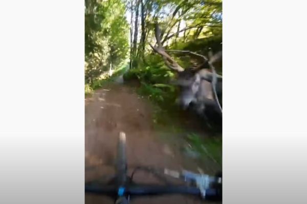 Video: Cyklista sa vo veľkej rýchlosti zrazil s jeleňom