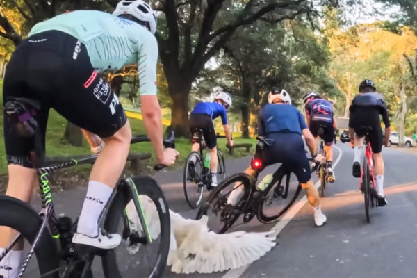 Video: Austrálskym cyklistom skrížila cestu sliepka. Zázrakom nikto neskončil na zemi