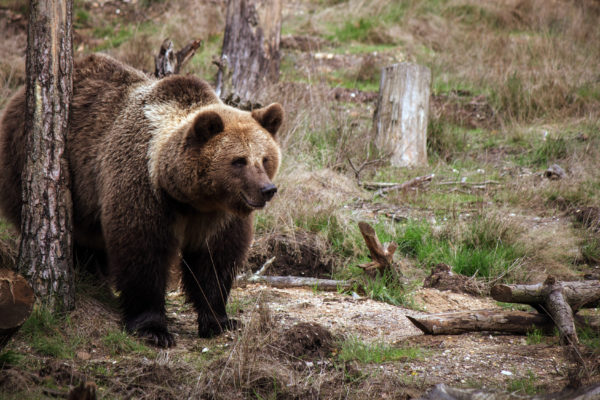 Medveď naháňal cyklistu v lese pri Liešťanoch, zraneného cyklistu previezli do nemocnice