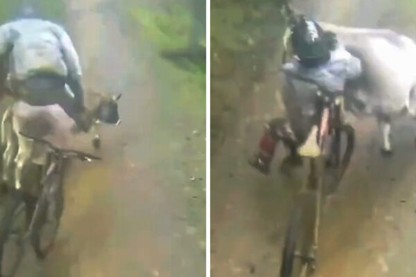Video: Český cyklista dopadol za skokom priamo na kravu