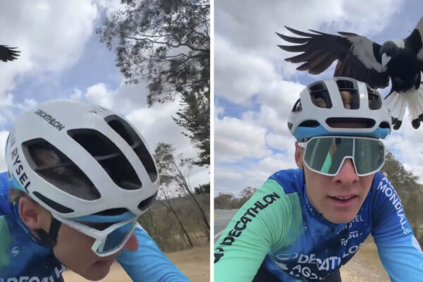 Video: Na pretekára tímu Decathlon zaútočil vták počas tréningu v Austrálii
