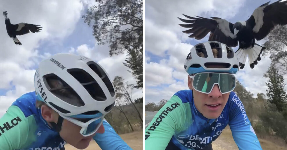 Video: Na pretekára tímu Decathlon zaútočil vták počas tréningu v Austrálii