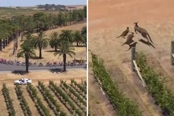 Video: Komick&yacute; moment z Tour Down Under &ndash; kengury sa zrazili, keď vybehli z vinohradu