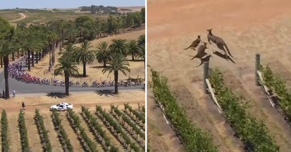 Video: Komický moment z Tour Down Under – kengury sa zrazili, keď vybehli z vinohradu