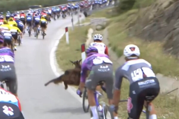 VIDEO &lrm;| Jazdec na Giro d&rsquo;Italia sa len tesne vyhol zr&aacute;žke s kozou: Alb&aacute;nsko je super, len si d&aacute;vajte pozor na kozy!