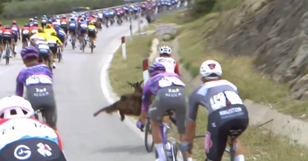 VIDEO &lrm;| Jazdec na Giro d&rsquo;Italia sa len tesne vyhol zr&aacute;žke s kozou: Alb&aacute;nsko je super, len si d&aacute;vajte pozor na kozy!