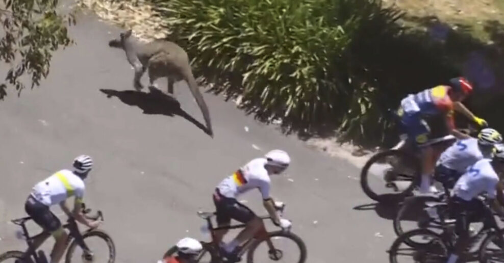  VIDEO | Kengury sp&ocirc;sobili hromadn&yacute; p&aacute;d na pretekoch Tour Down Under