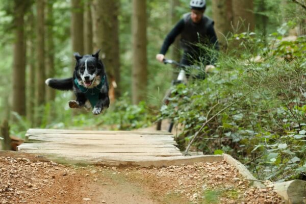 VIDEO | Jason Lucas, jeho trail dog Maya a krátky film, ktorý vznikol bez kameramana