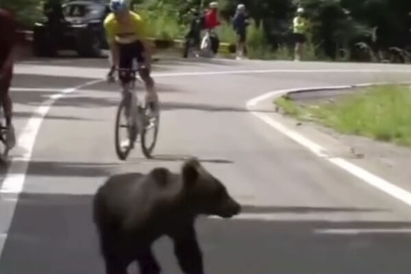 VIDEO | Malý medveď vbehol do cesty cyklistom počas pretekov v Rumunsku