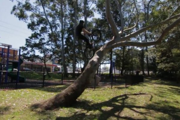 Video: Stromy s rádiusom sú dokonalou mestskou náhradou dirtov… takmer