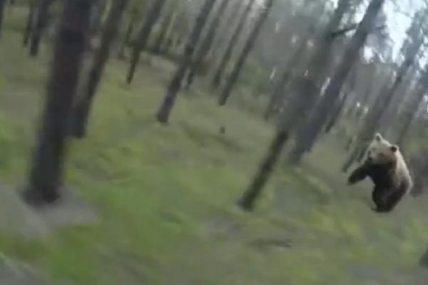 Video: Medveď za bikom je lepšia motivácia ako hociktorá fitness appka