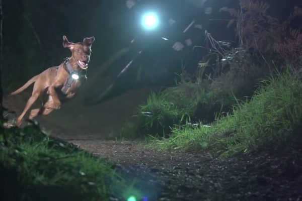 Video: Osvetlená vyžla Ruby dáva slušné bomby po nočnom singletracku