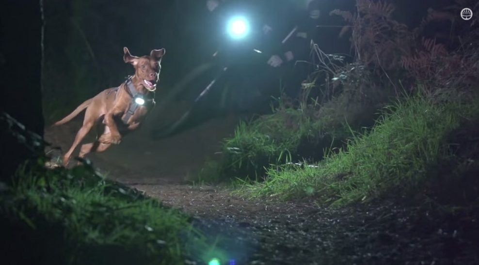 Video: Osvetlená vyžla Ruby dáva slušné bomby po nočnom singletracku