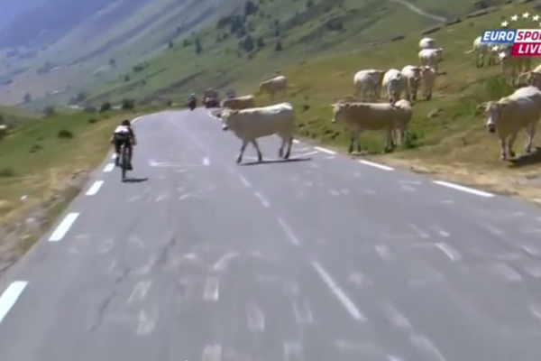 Môže sa cyklista na Tour pri zjazde zraziť s kravou? Áno, môže