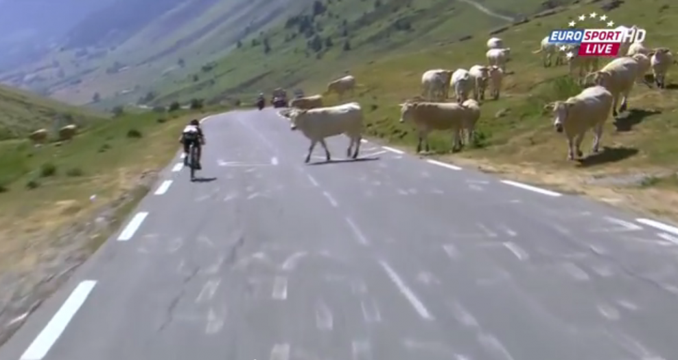 Môže sa cyklista na Tour pri zjazde zraziť s kravou? Áno, môže