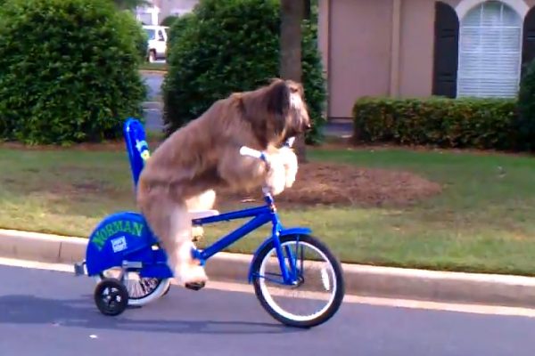 Video: Bradatá kólia Norman jazdí na bicykli