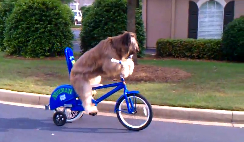 Video: Bradatá kólia Norman jazdí na bicykli