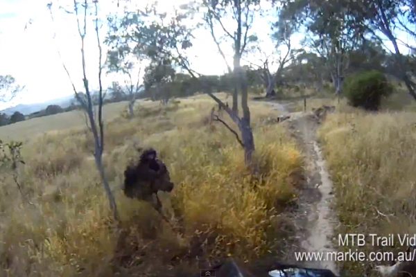Video: Útok emu na mountainbikera!