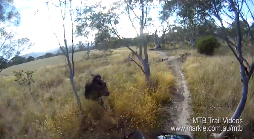 Video: Útok emu na mountainbikera!