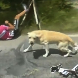 Keď sa vám do cesty pripletie labrador, tak je po zábave!